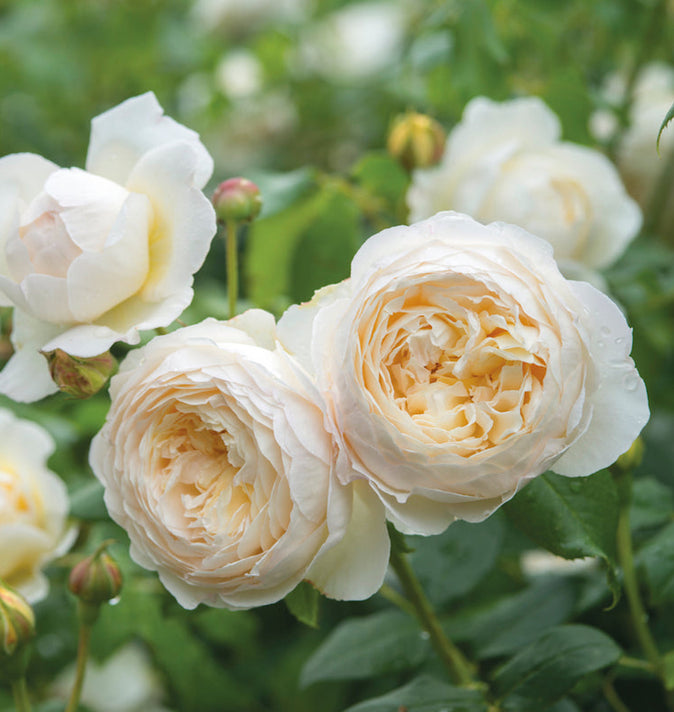 David Austin Claire Austin Climbing Rose 6l