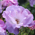 Bush Rose Blue For You 3L