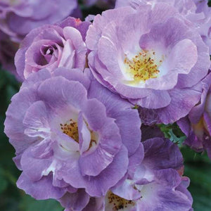 Bush Rose Blue For You 3L