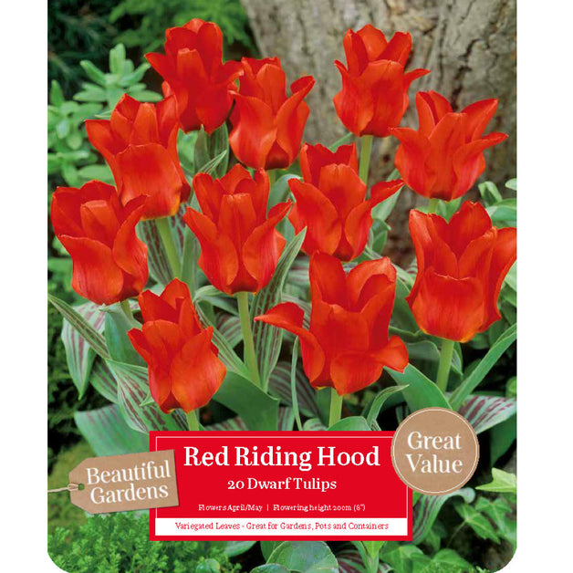 BG Tulip Red Riding Hood