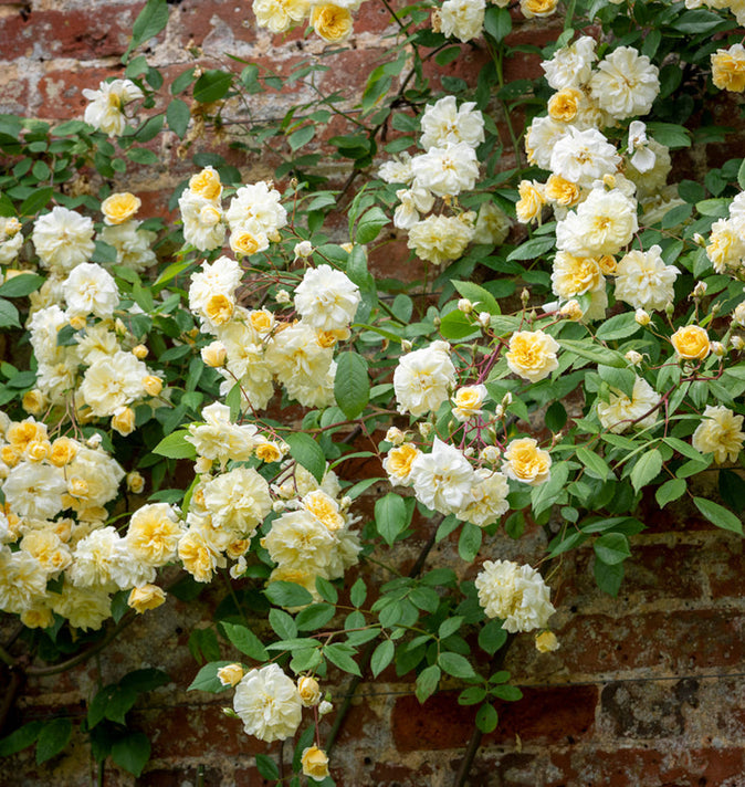 David Austin Malvern Hills Rambling Rose 6l