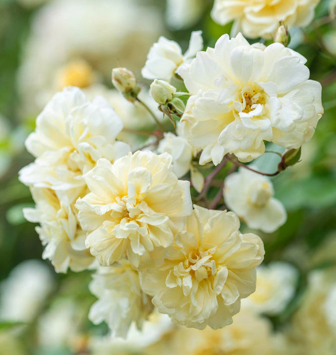 David Austin Malvern Hills Rambling Rose 6l