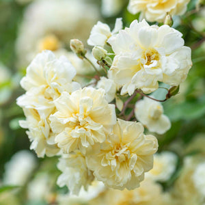 David Austin Malvern Hills Rambling Rose 6l
