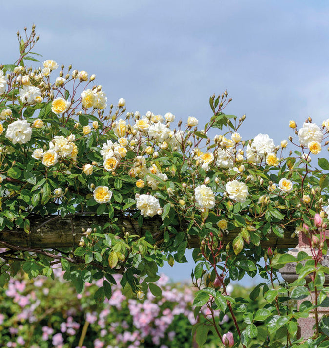 David Austin Malvern Hills Rambling Rose 6l