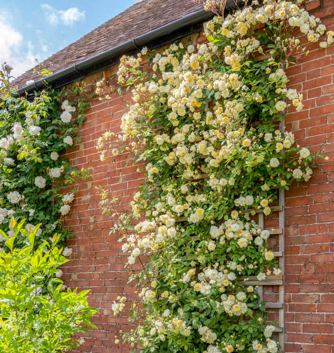 David Austin Malvern Hills Rambling Rose 6l