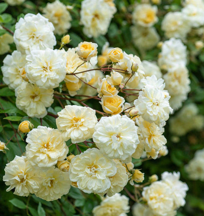 David Austin Malvern Hills Rambling Rose 6l