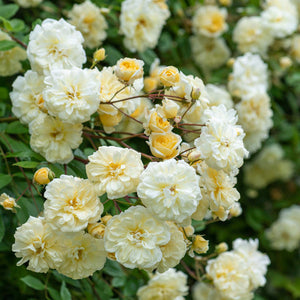David Austin Malvern Hills Rambling Rose 6l