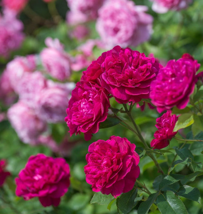 David Austin Darcey Bussell Shrub Rose 6L