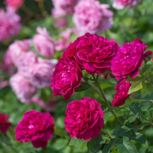 David Austin Darcey Bussell Shrub Rose 6L