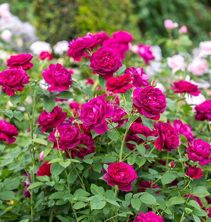 David Austin Darcey Bussell Shrub Rose 6L