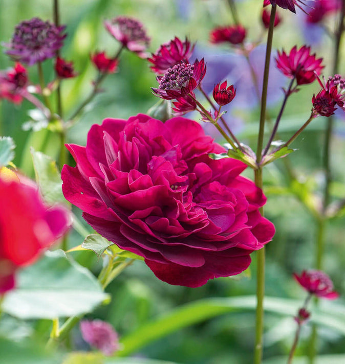 David Austin Darcey Bussell Shrub Rose 6L