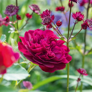 David Austin Darcey Bussell Shrub Rose 6L