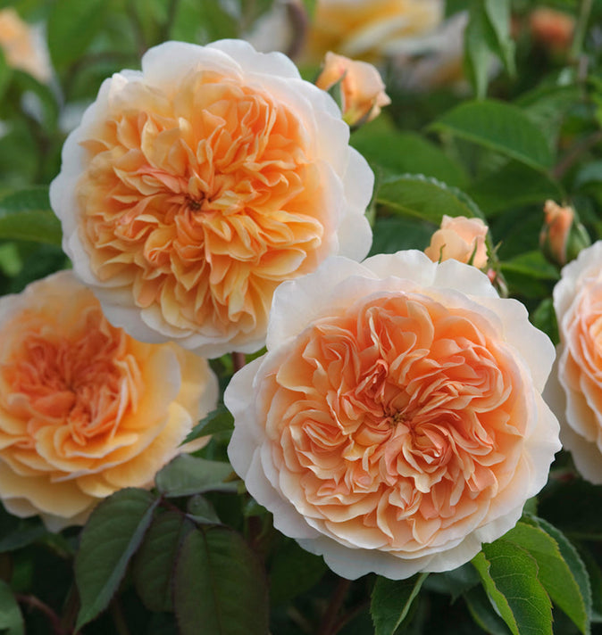 David Austin Port Sunlight Shrub Rose 6L
