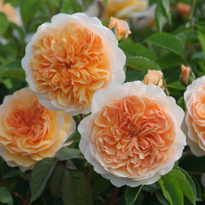 David Austin Port Sunlight Shrub Rose 6L