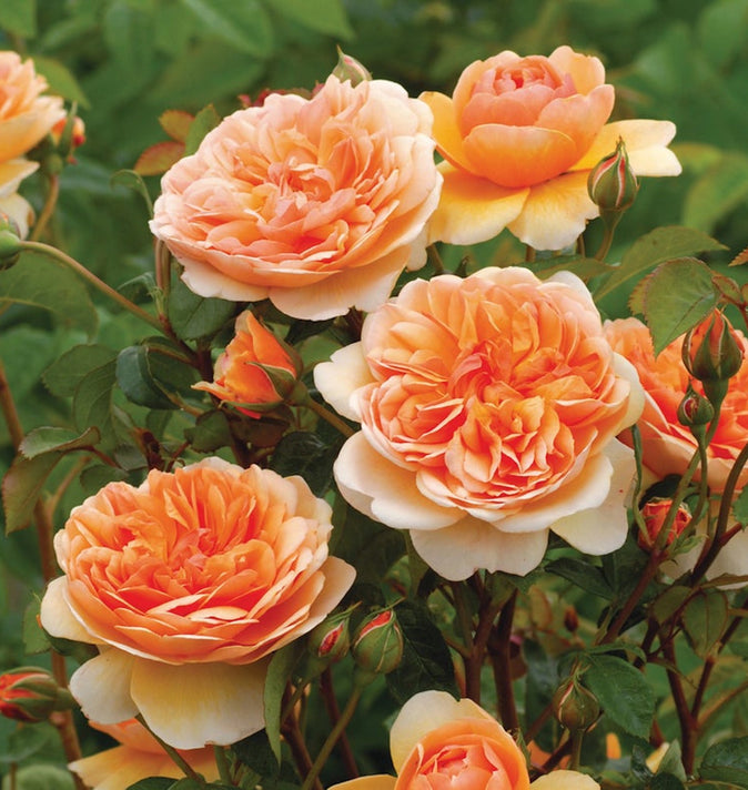 David Austin Port Sunlight Shrub Rose 6L