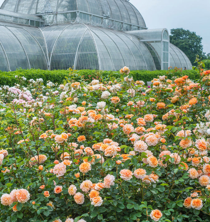 David Austin Port Sunlight Shrub Rose 6L