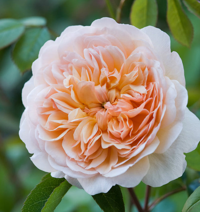 David Austin Port Sunlight Shrub Rose 6L