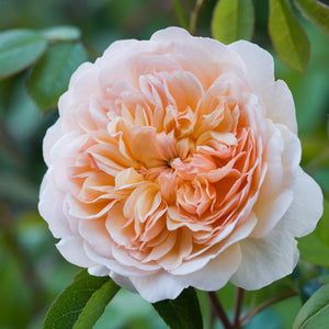 David Austin Port Sunlight Shrub Rose 6L