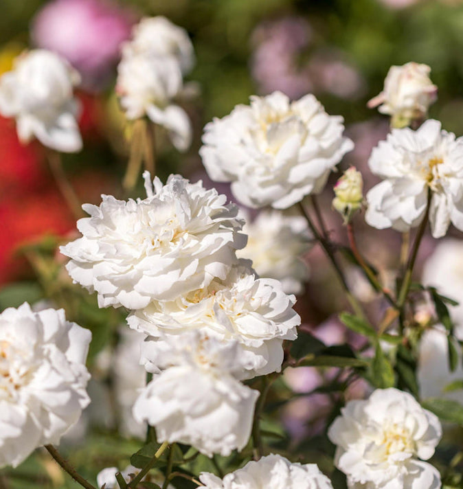 David Austin Susan Williams-Ellis Shrub Rose 6L