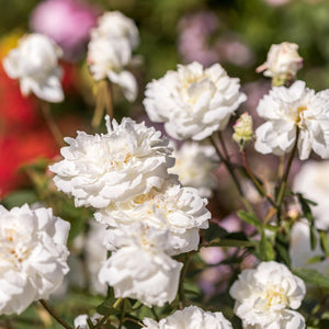 David Austin Susan Williams-Ellis Shrub Rose 6L