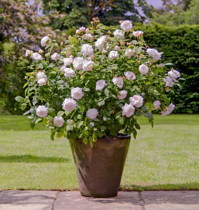 David Austin Susan Williams-Ellis Shrub Rose 6L