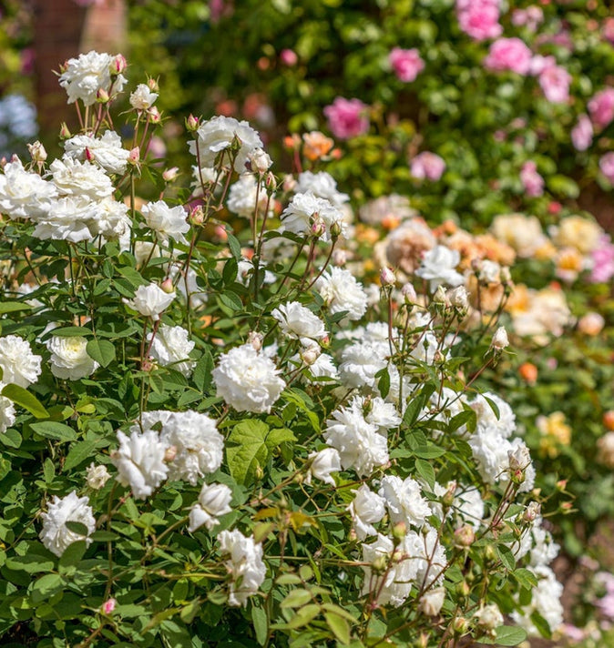 David Austin Susan Williams-Ellis Shrub Rose 6L