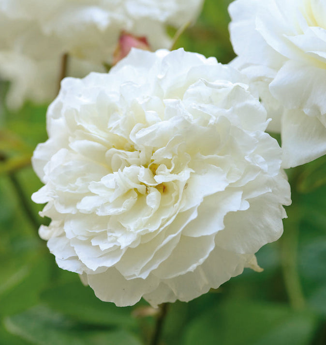 David Austin Susan Williams-Ellis Shrub Rose 6L