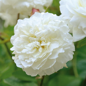 David Austin Susan Williams-Ellis Shrub Rose 6L