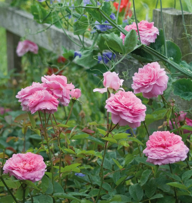 David Austin The Mayflower Shrub Rose 6L