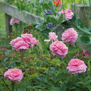 David Austin The Mayflower Shrub Rose 6L