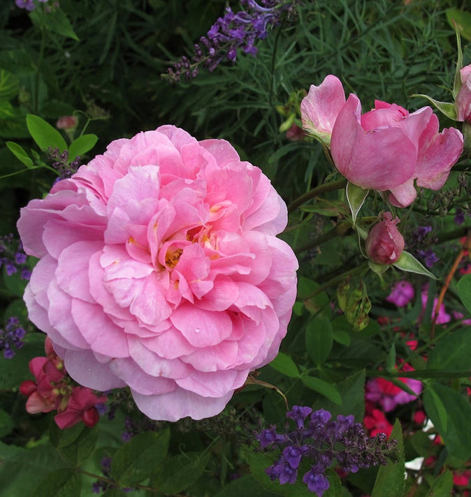David Austin The Mayflower Shrub Rose 6L