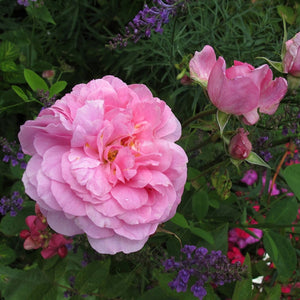David Austin The Mayflower Shrub Rose 6L
