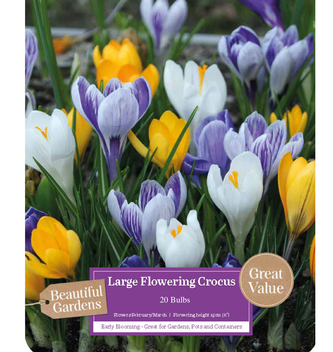 Crocus Large Flowering Mixed