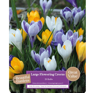 Crocus Large Flowering Mixed