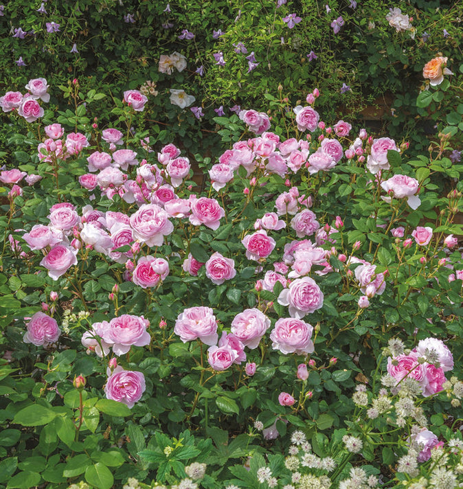David Austin The Ancient Mariner Shrub Rose 6L