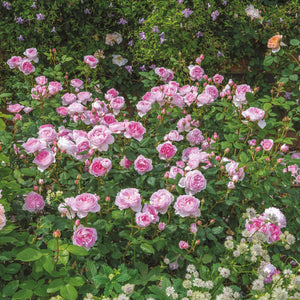 David Austin The Ancient Mariner Shrub Rose 6L