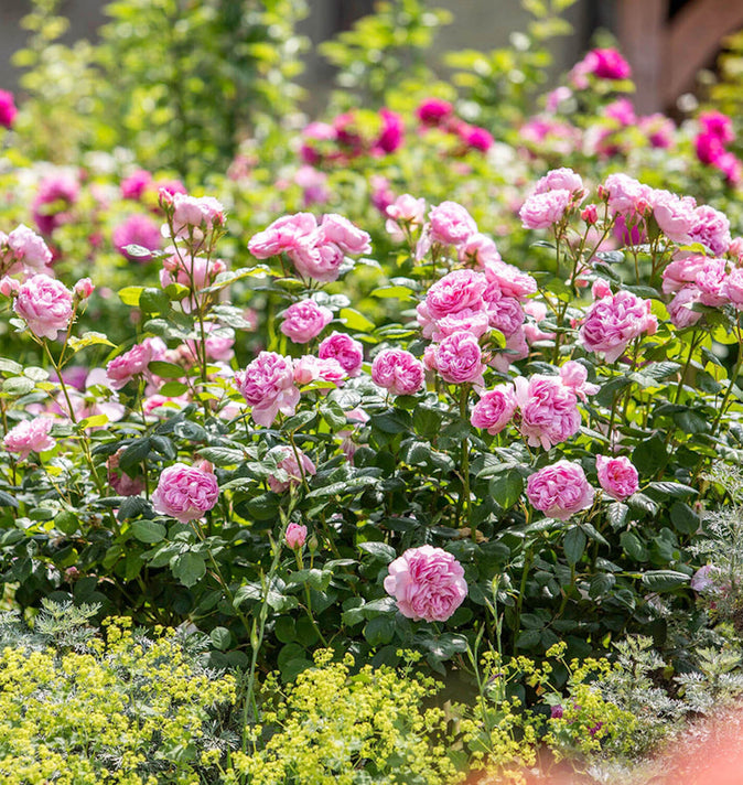David Austin The Ancient Mariner Shrub Rose 6L