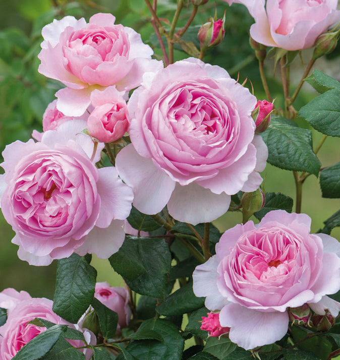 David Austin The Ancient Mariner Shrub Rose 6L