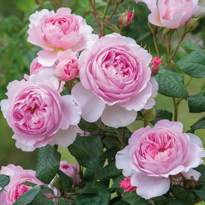 David Austin The Ancient Mariner Shrub Rose 6L