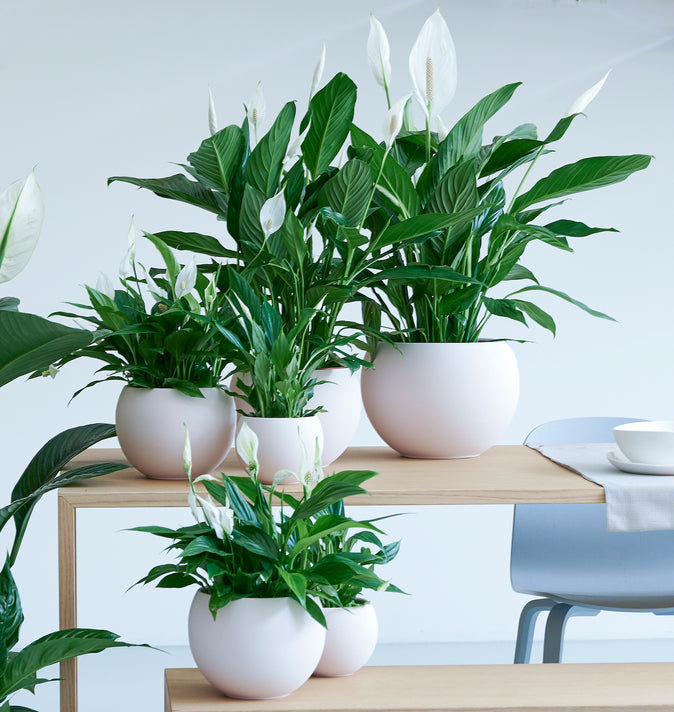 Spathiphyllum Cupido White (Peace Lily) 17cm