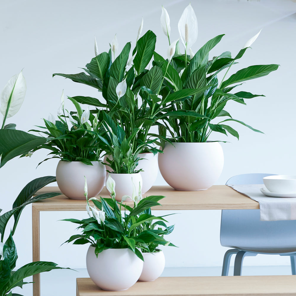 cupido peace lily care Spathiphyllum Cupido White (Peace Lily) 17cm – Whitehall Garden Centre