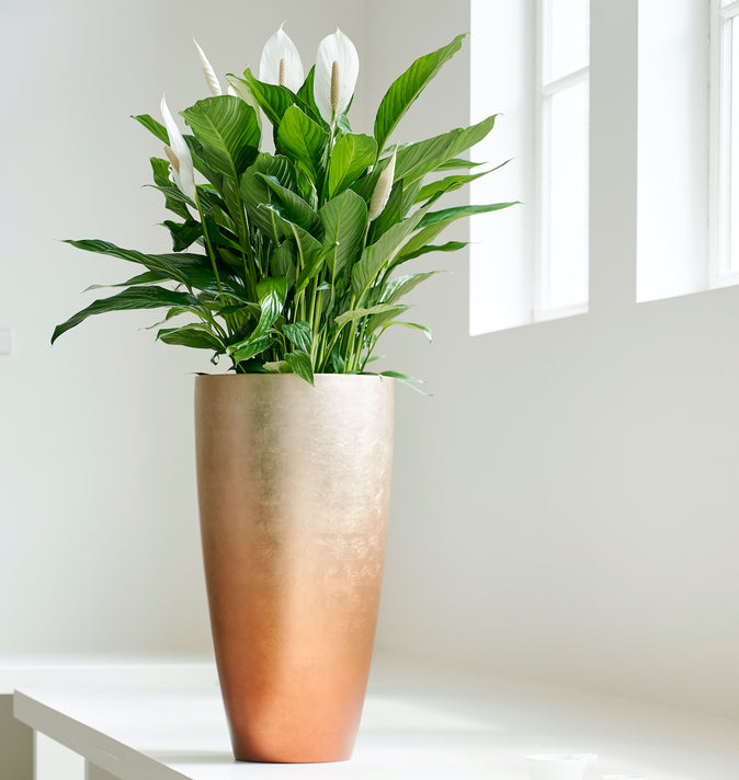 Spathiphyllum Cupido White (Peace Lily) 17cm