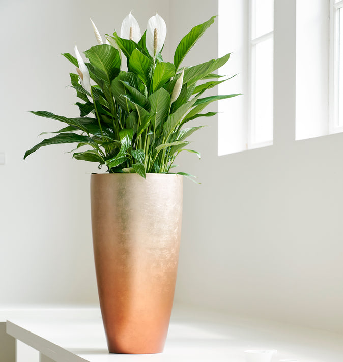 Spathiphyllum Cupido White (Peace Lily) 17cm
