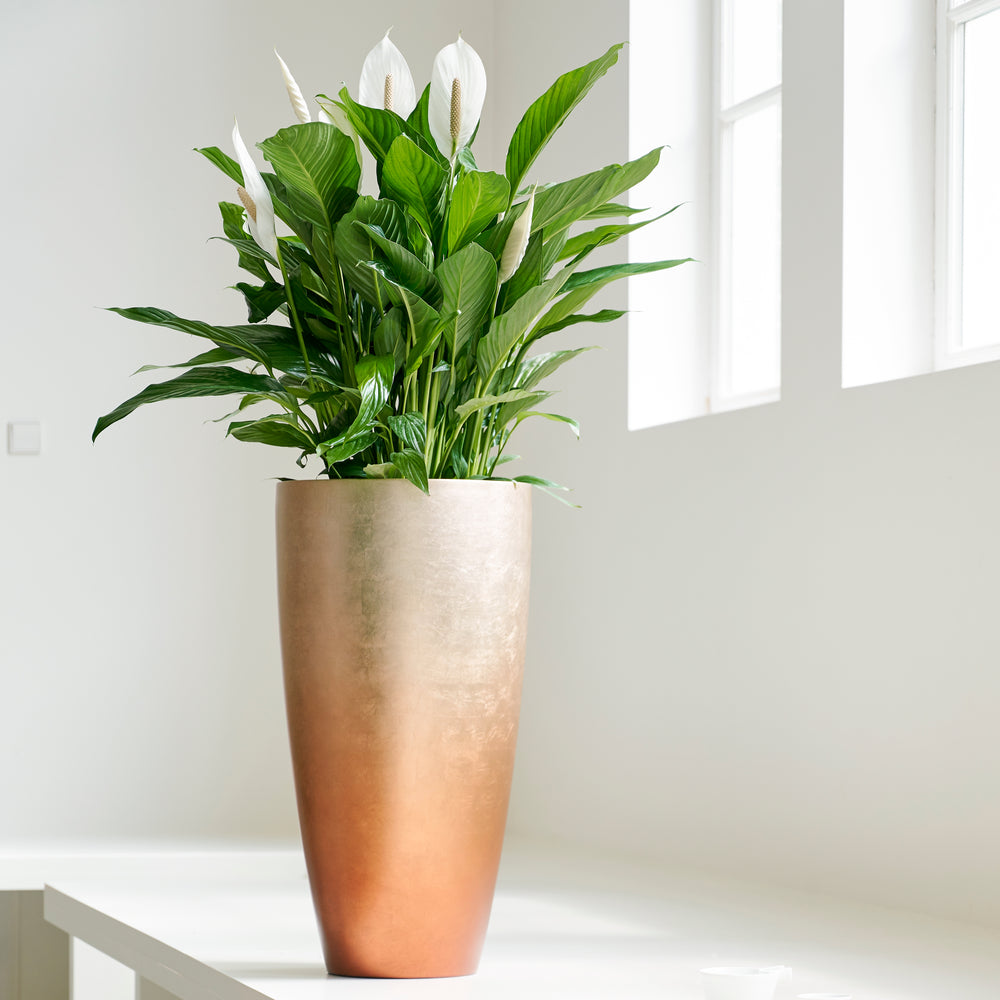 cupido peace lily Spathiphyllum Cupido White (Peace Lily) 17cm – Whitehall Garden Centre