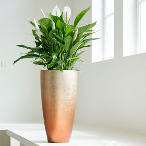 Spathiphyllum Cupido White (Peace Lily) 17cm