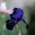Iris Deep Black 2L