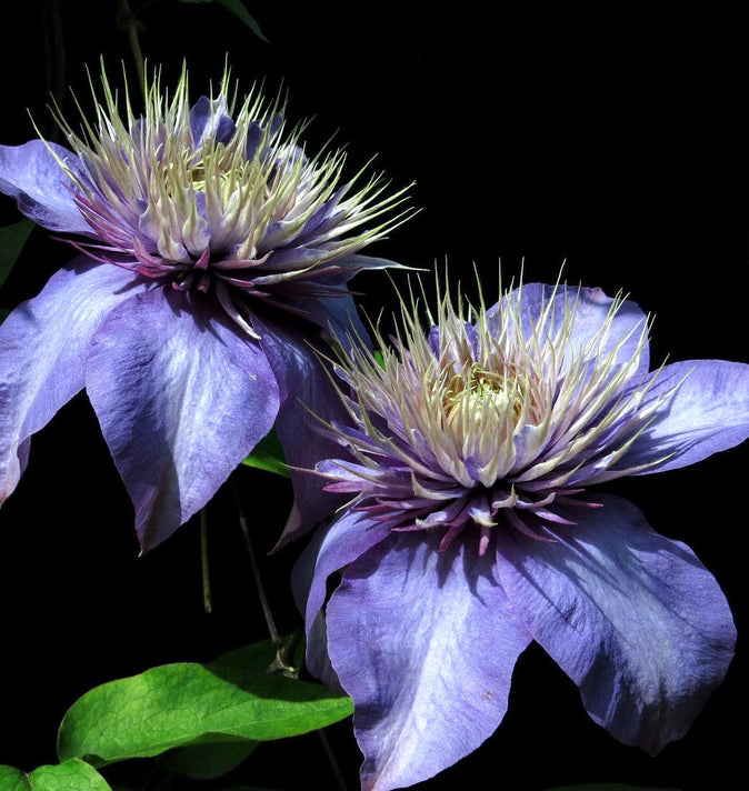 Clematis Multi-Blue 3L