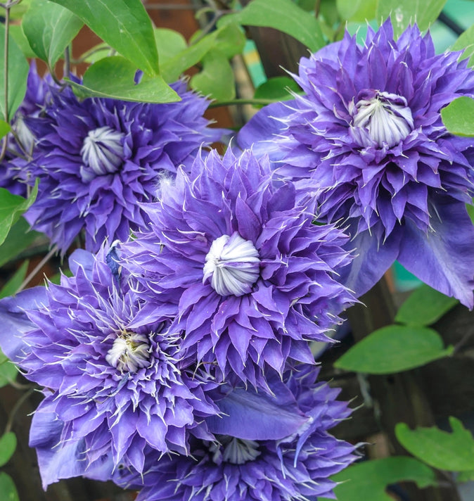 Clematis Multi-Blue 3L