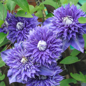 Clematis Multi-Blue 3L