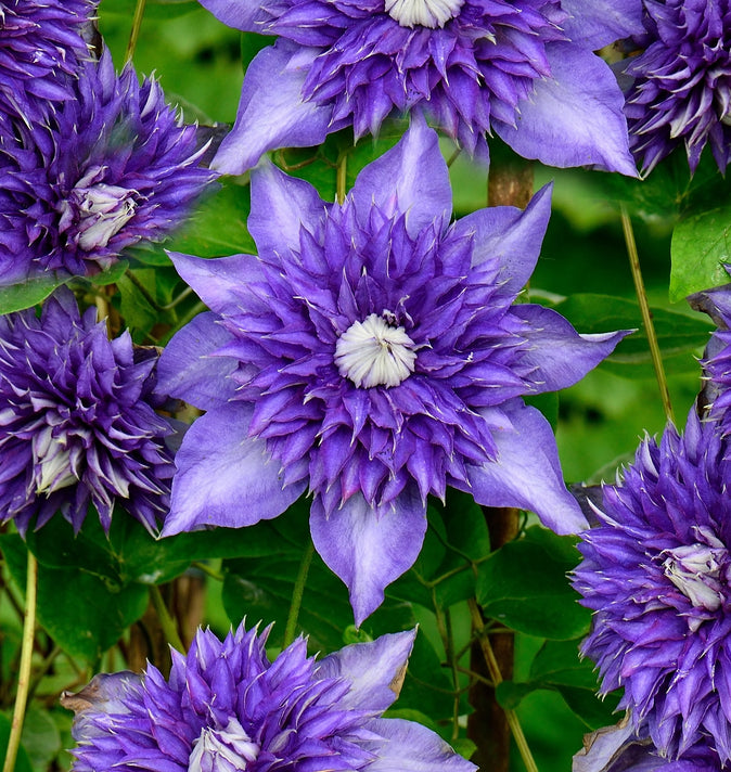 Clematis Multi-Blue 3L